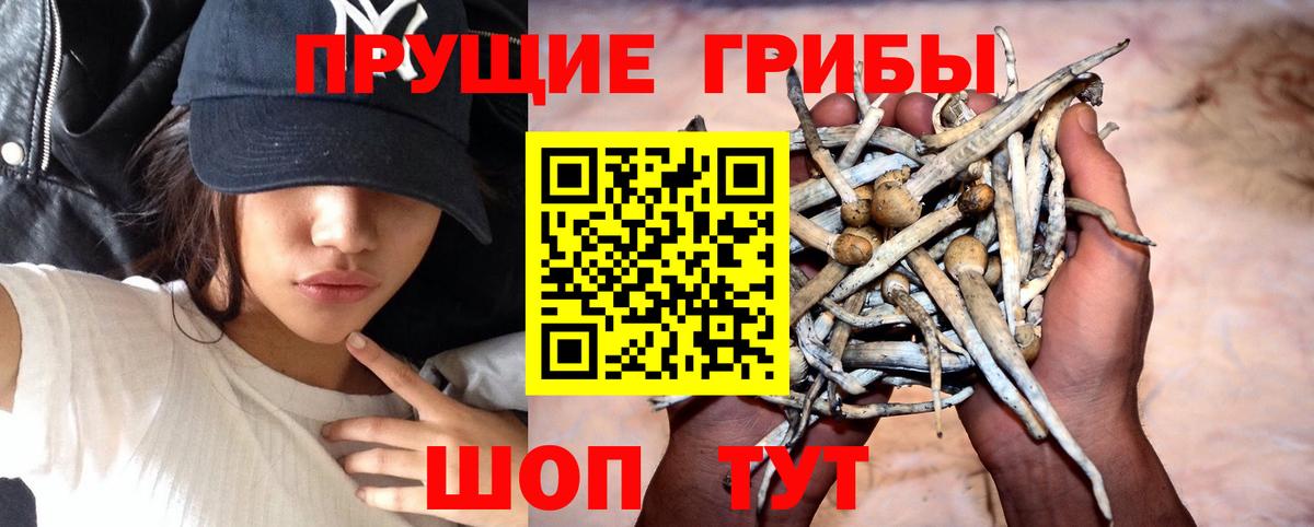 Спасск-Дальний  Псилоцибиновые грибы Cubensis  Вход с VPN 